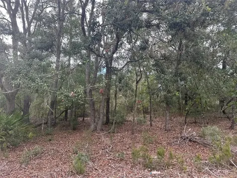 NE 85th Street Bronson FL 32621