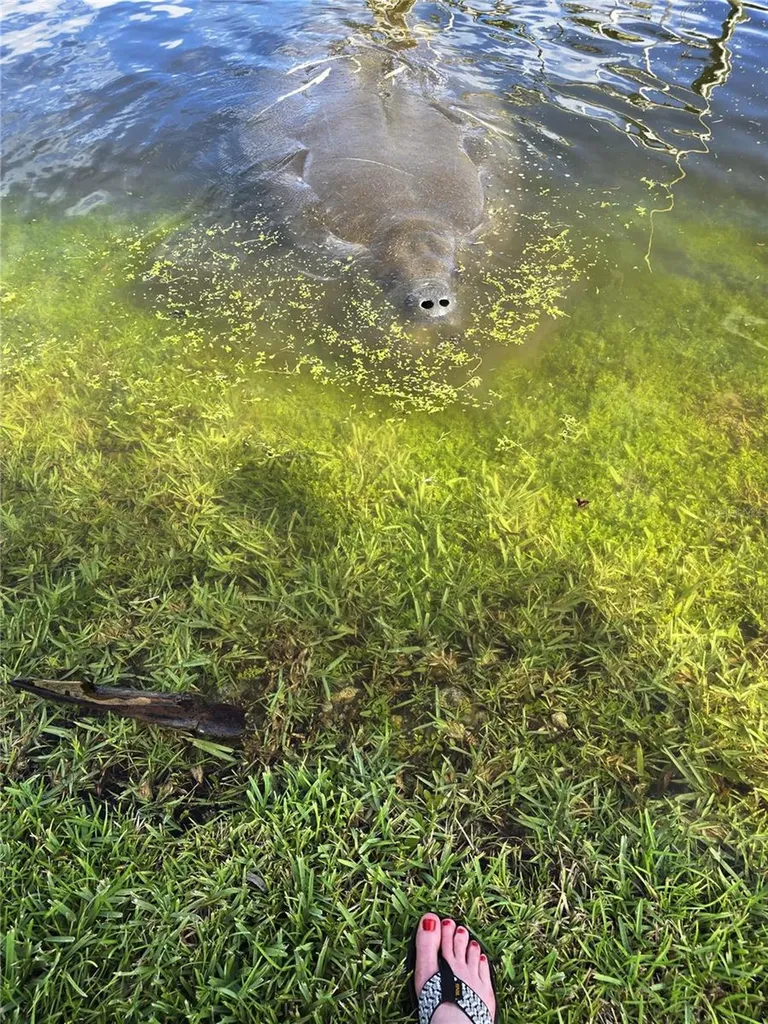 10906 W Cove Harbor Drive Crystal River FL 34428
