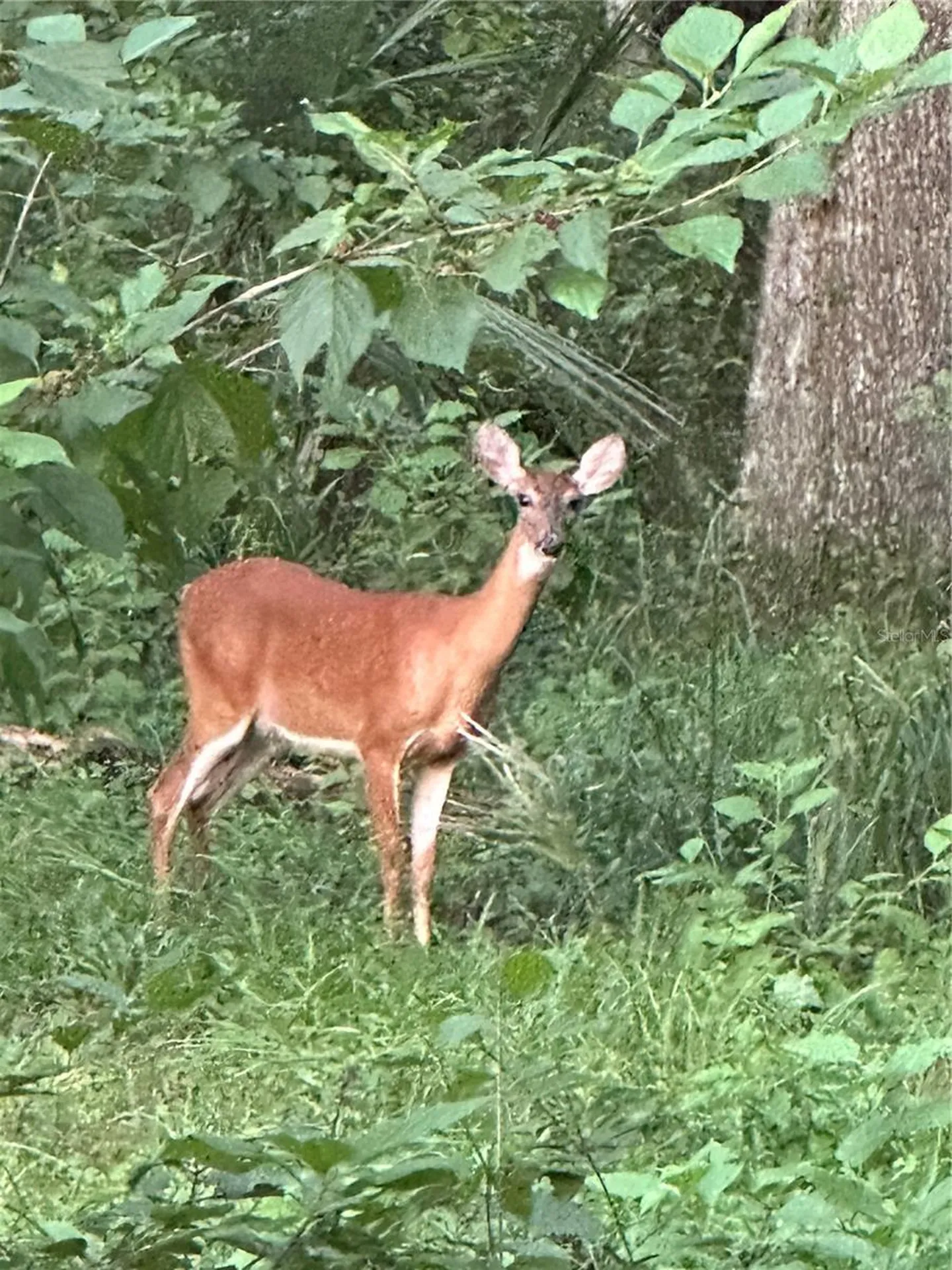 6177 Cr 625 Bushnell FL 33513