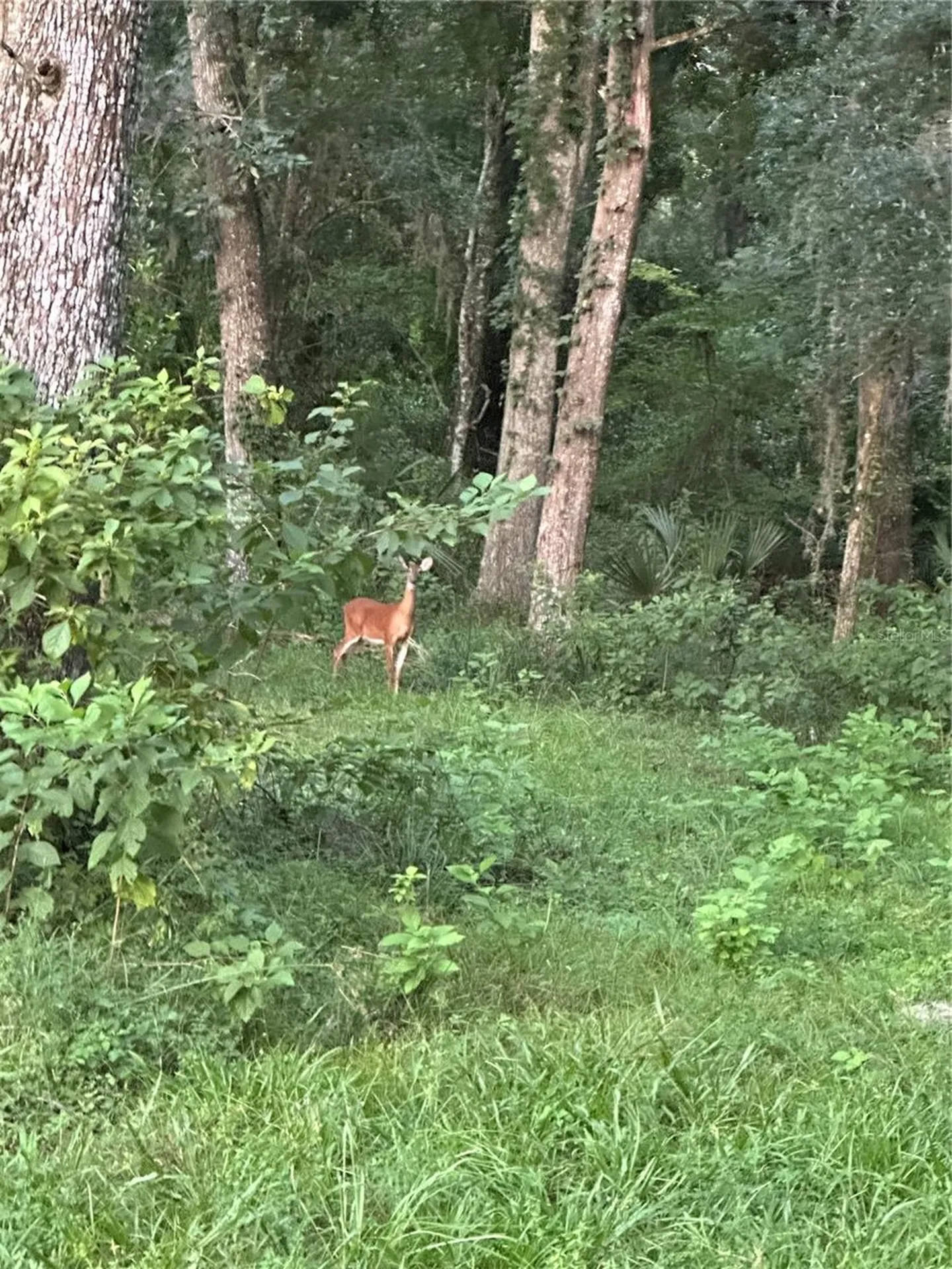 6177 Cr 625 Bushnell FL 33513