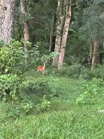 6177 Cr 625 Bushnell FL 33513