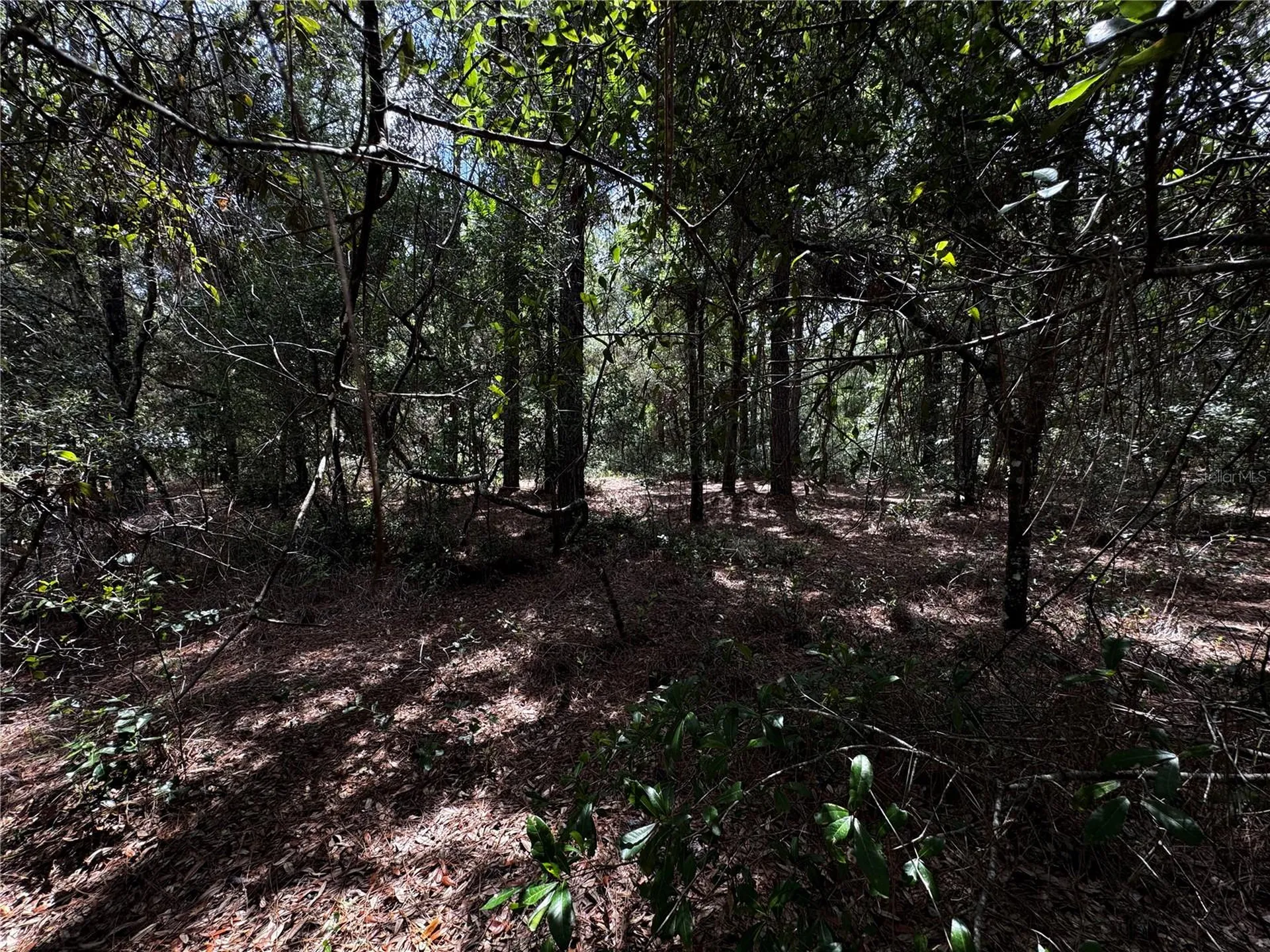 SW 54th Street Dunnellon FL 34431