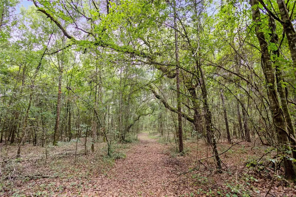 8530 NE 160th Avenue Williston FL 32696