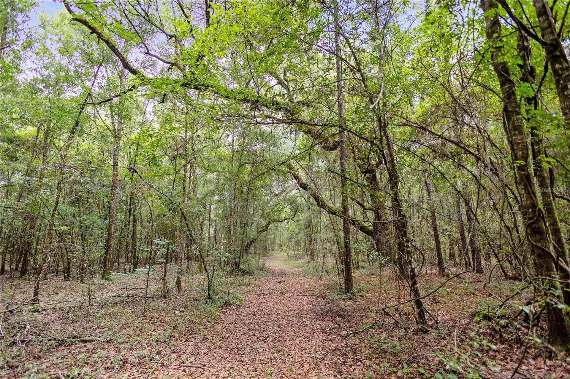 8530 NE 160th Avenue Williston FL 32696