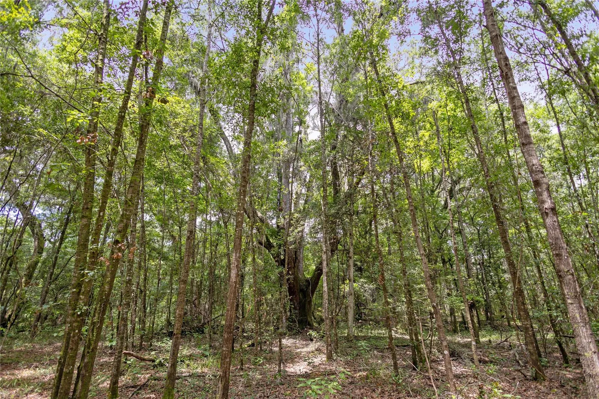 8530 NE 160th Avenue Williston FL 32696