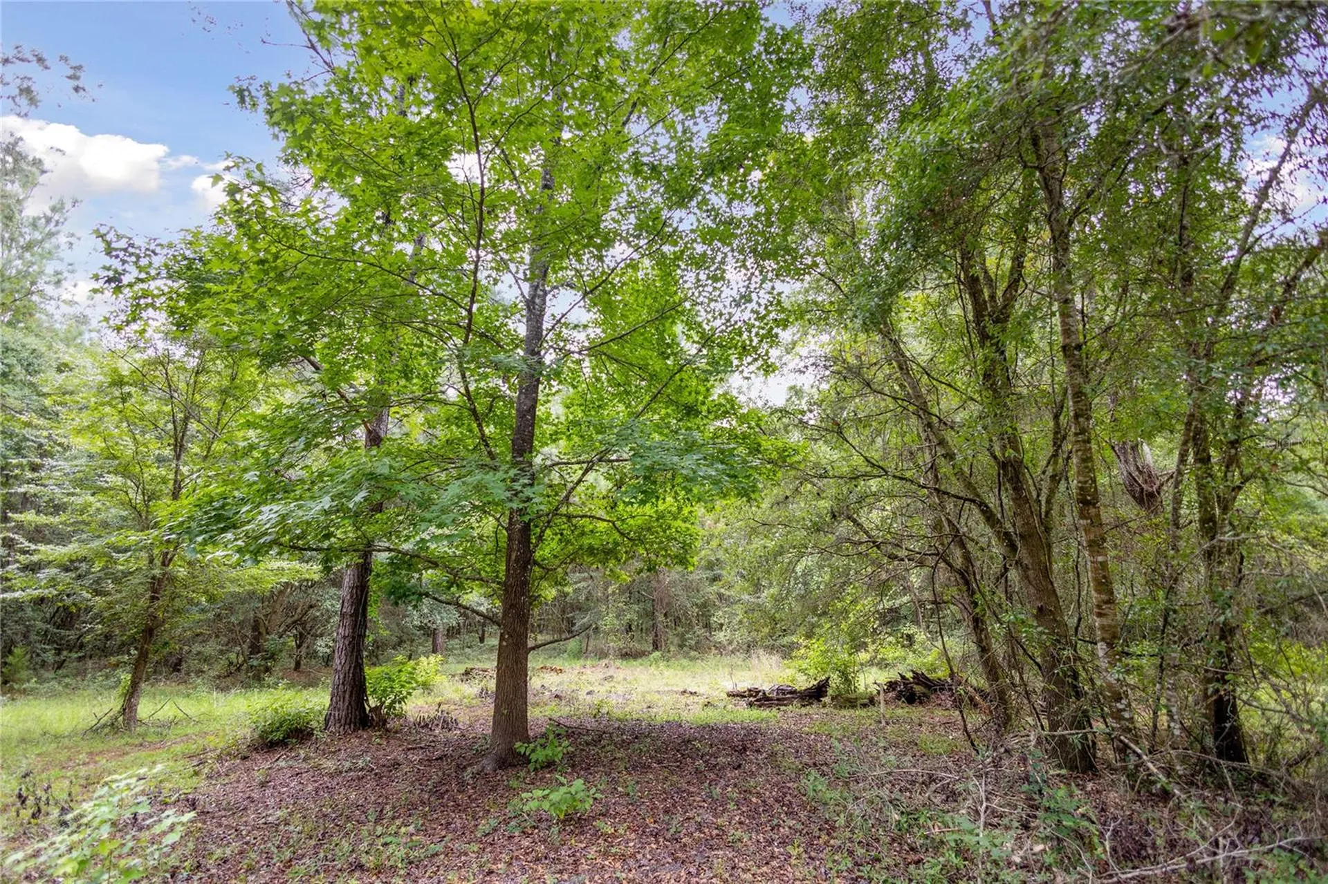 8530 NE 160th Avenue Williston FL 32696