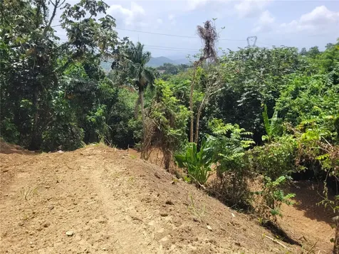 PR156 Mulas Aguas Buenas PR 00703