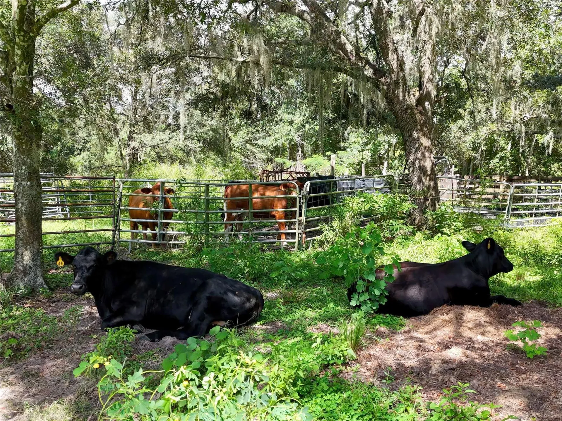 20089 Ayers Road Brooksville FL 34604