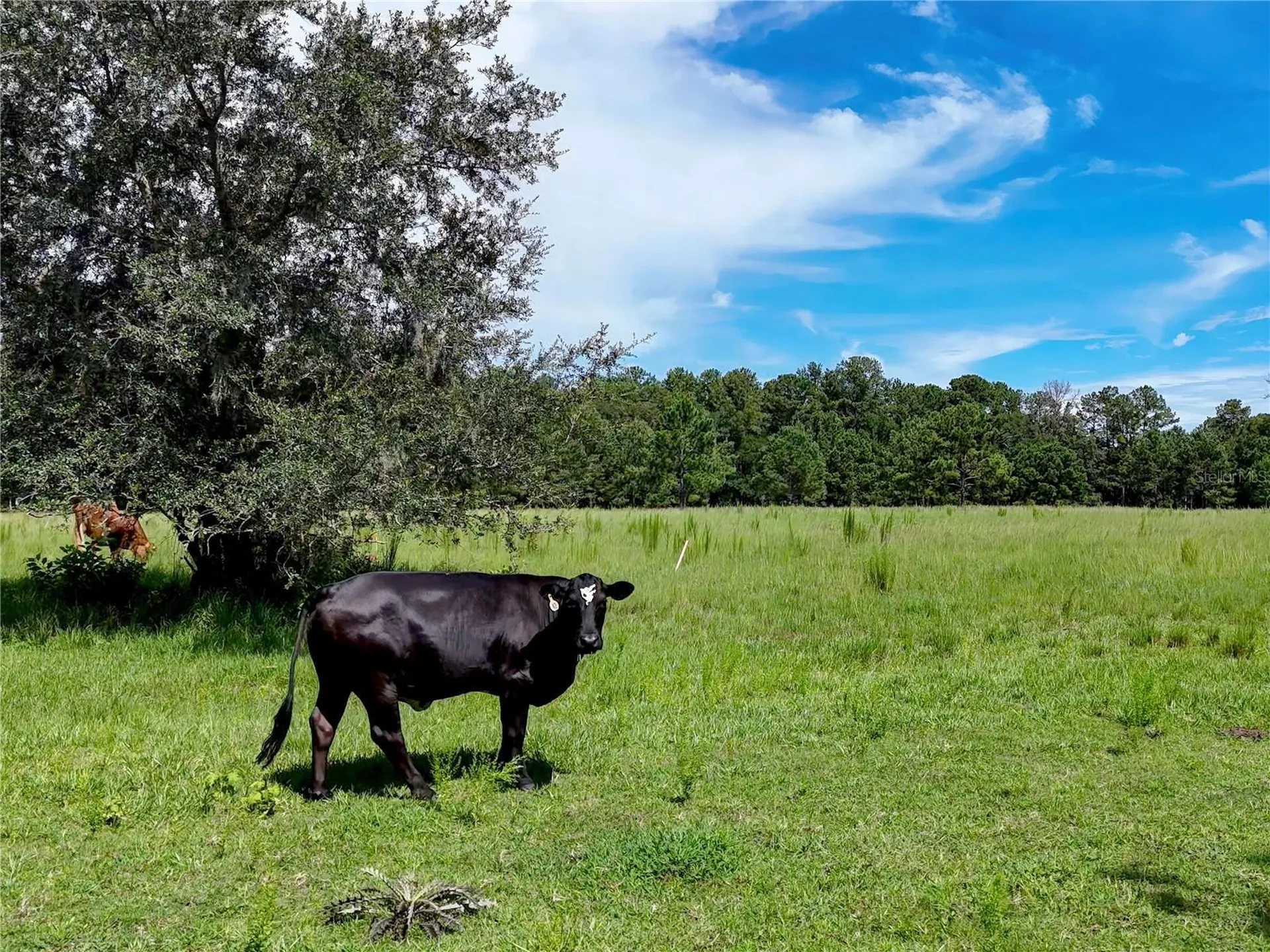 20089 Ayers Road Brooksville FL 34604