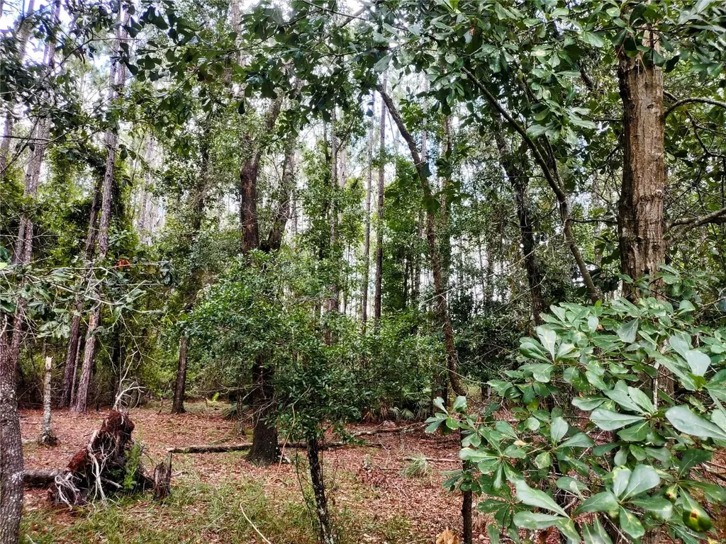 4651 NE 108th Place Chiefland FL 32626