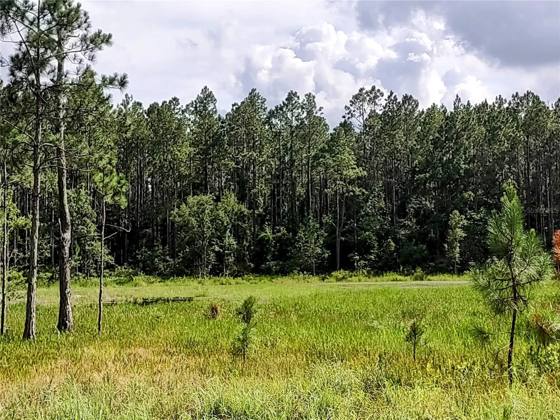 4651 NE 108th Place Chiefland FL 32626
