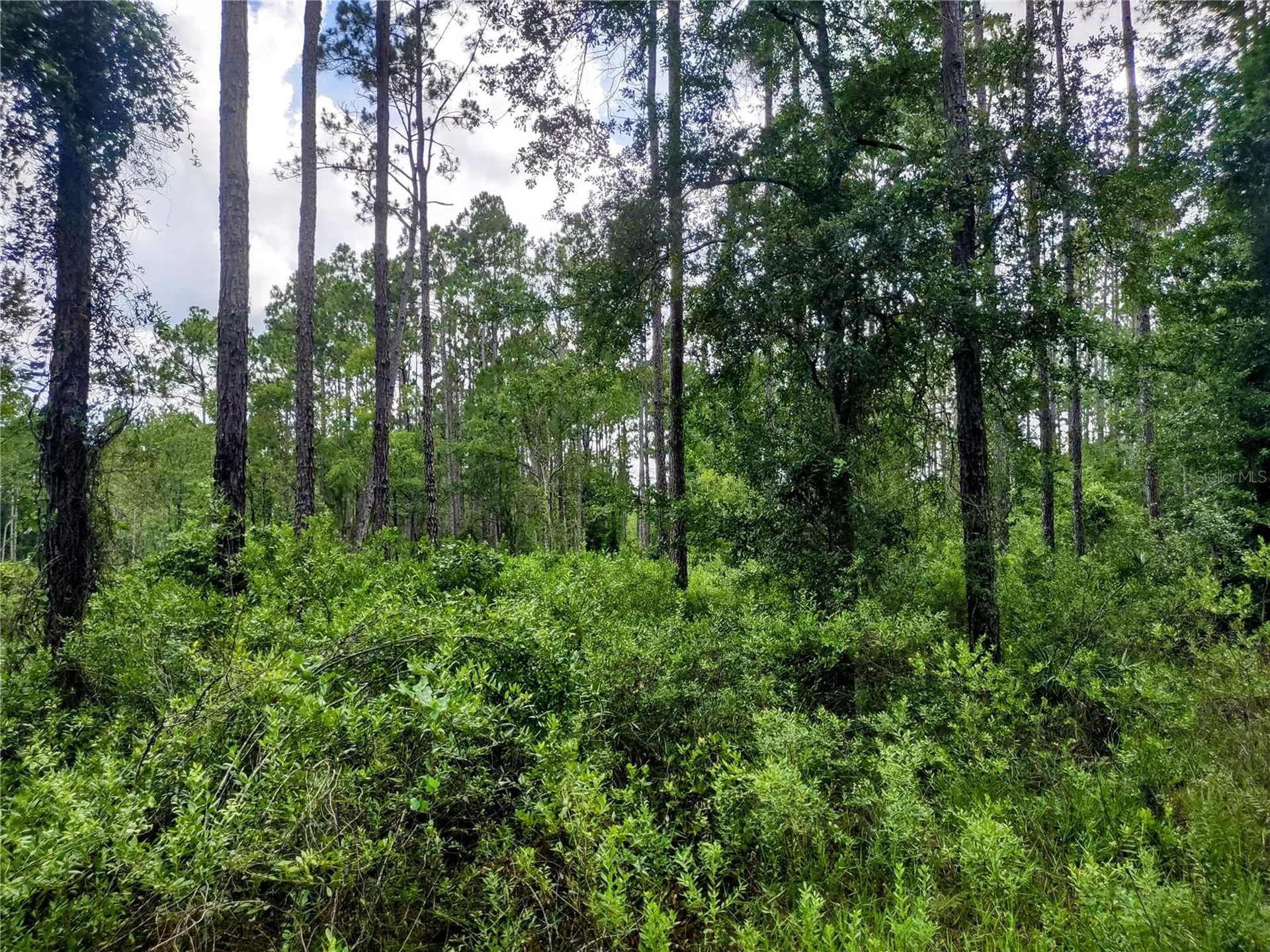 4651 NE 108th Place Chiefland FL 32626