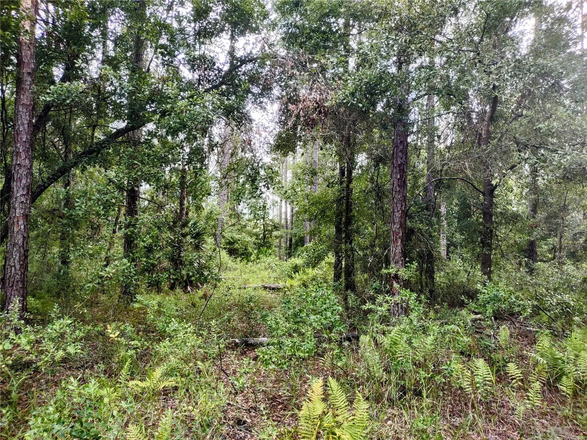 4651 NE 108th Place Chiefland FL 32626