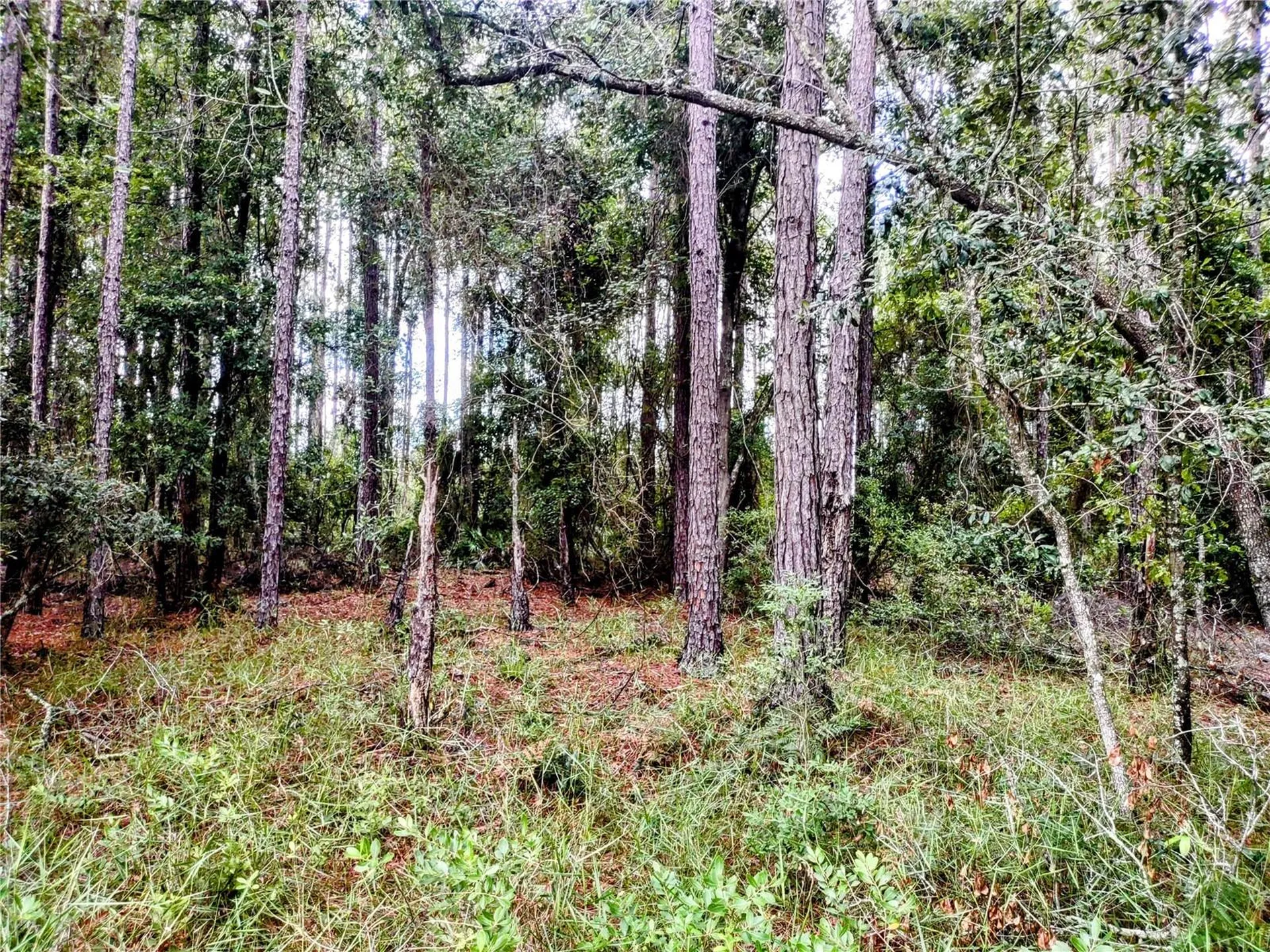 4651 NE 108th Place Chiefland FL 32626