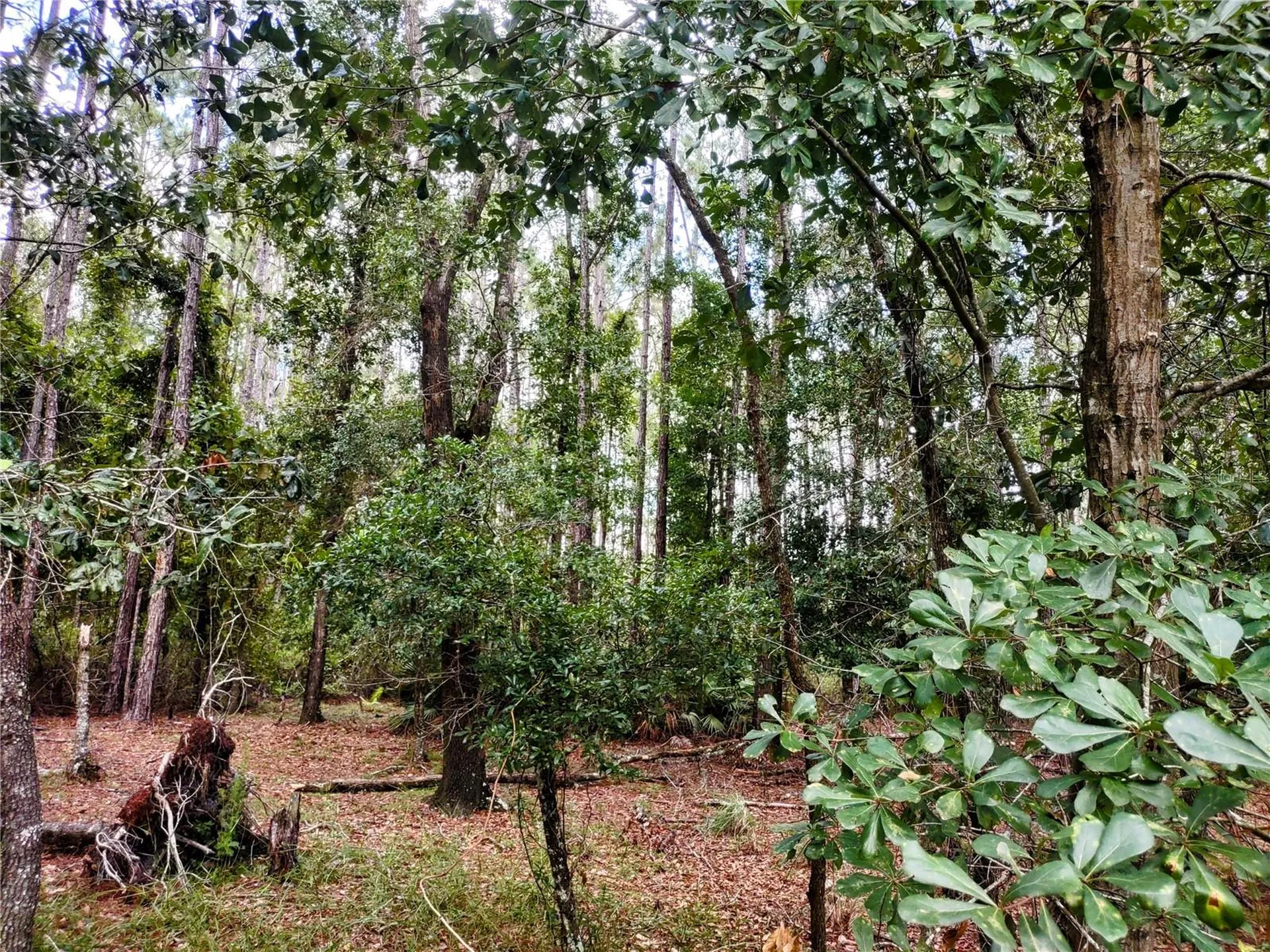 4651 NE 108th Place Chiefland FL 32626