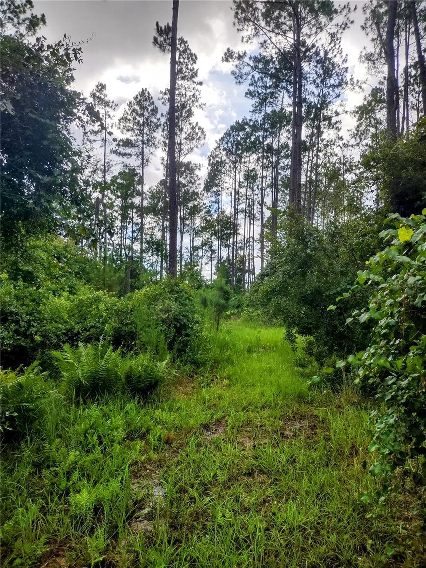4651 NE 108th Place Chiefland FL 32626