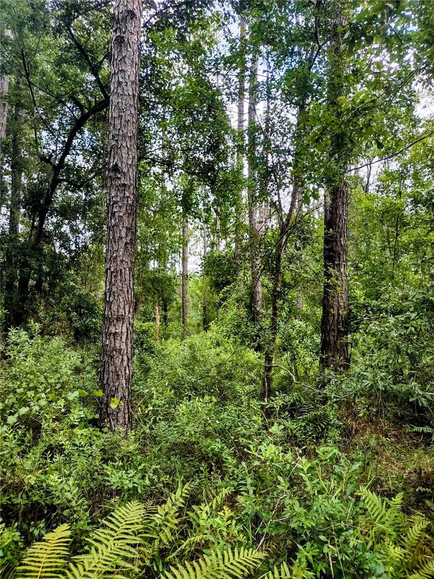 4651 NE 108th Place Chiefland FL 32626