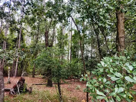 4651 NE 108th Place Chiefland FL 32626