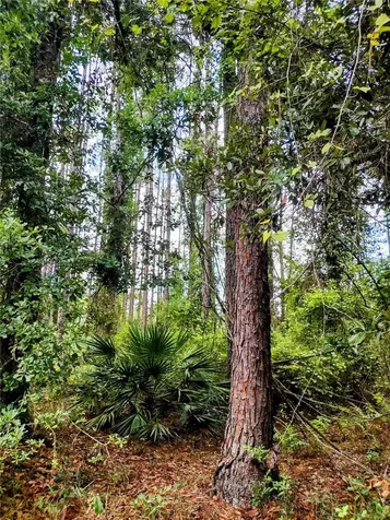 4651 NE 108th Place Chiefland FL 32626