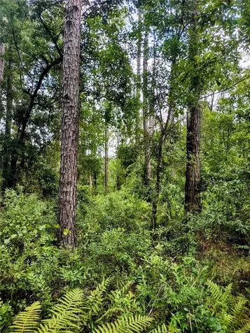 4651 NE 108th Place Chiefland FL 32626