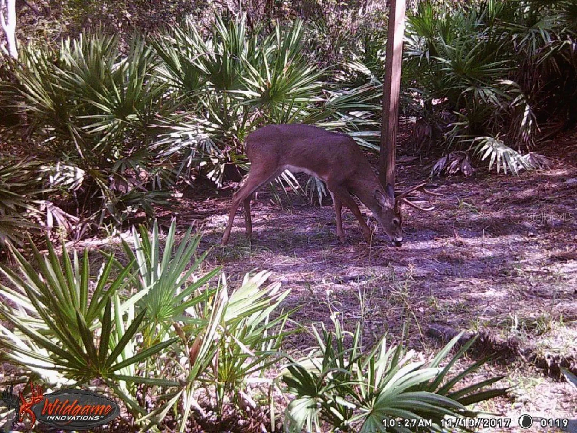 0000 SW County Road 347 Chiefland FL 32626