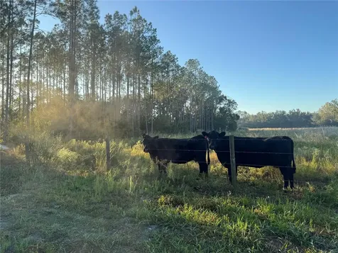 5812 N Dormany Road Plant City FL 33565