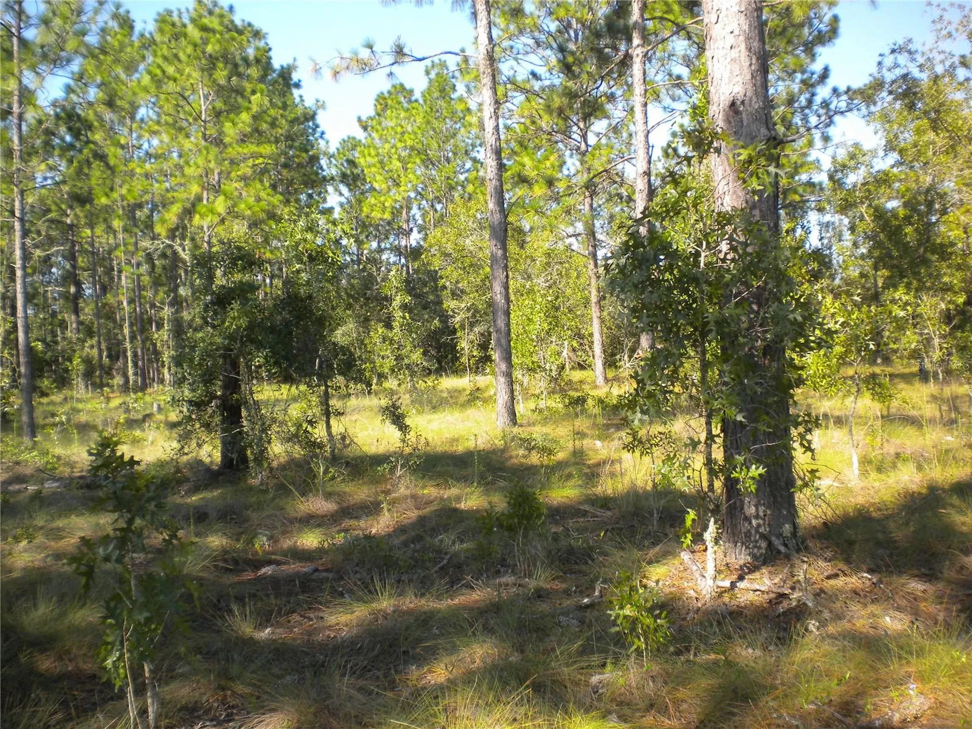 LOT14 SE 136 Th Terrace Dunnellon FL 34431