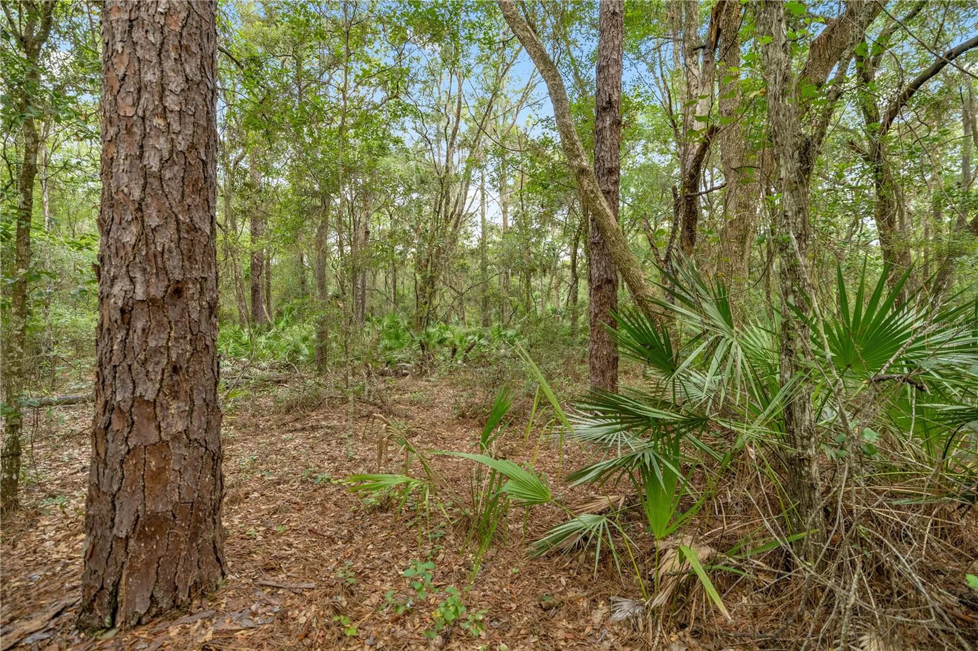 970 S County Road 21 Hawthorne FL 32640