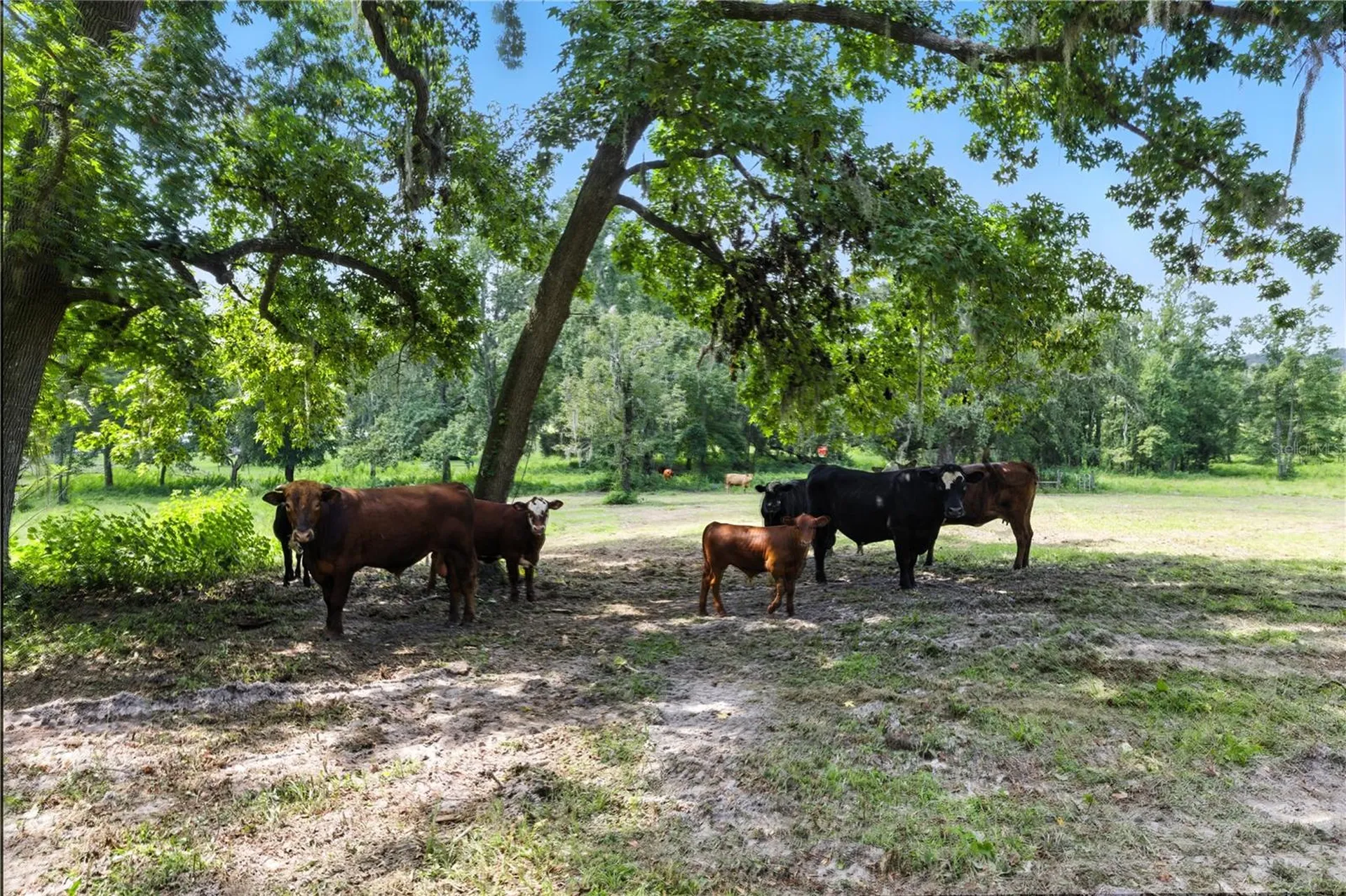 36641 Blanton Road Dade City FL 33523