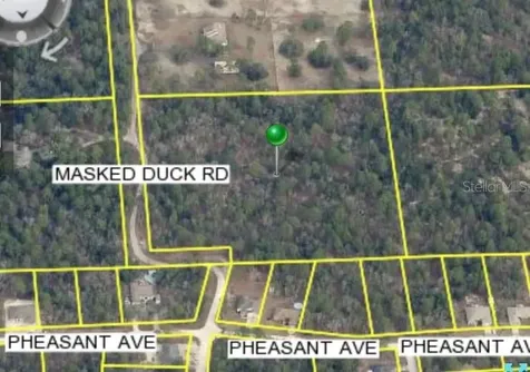 Masked Duck Road Brooksville FL 34614