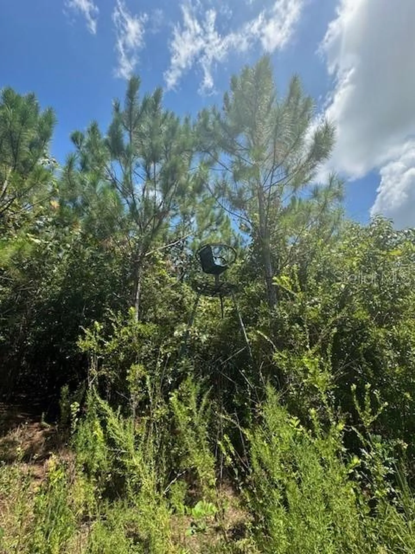 SW Coles Court Fort White FL 32038