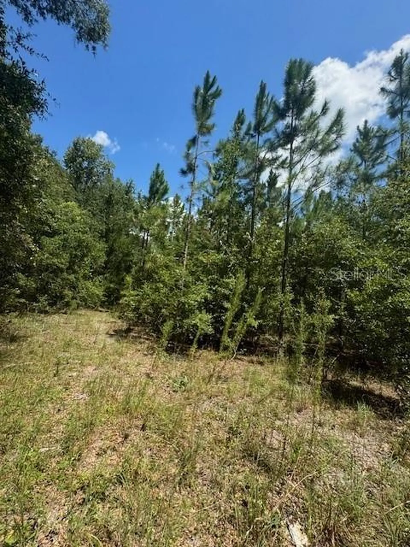 SW Coles Court Fort White FL 32038