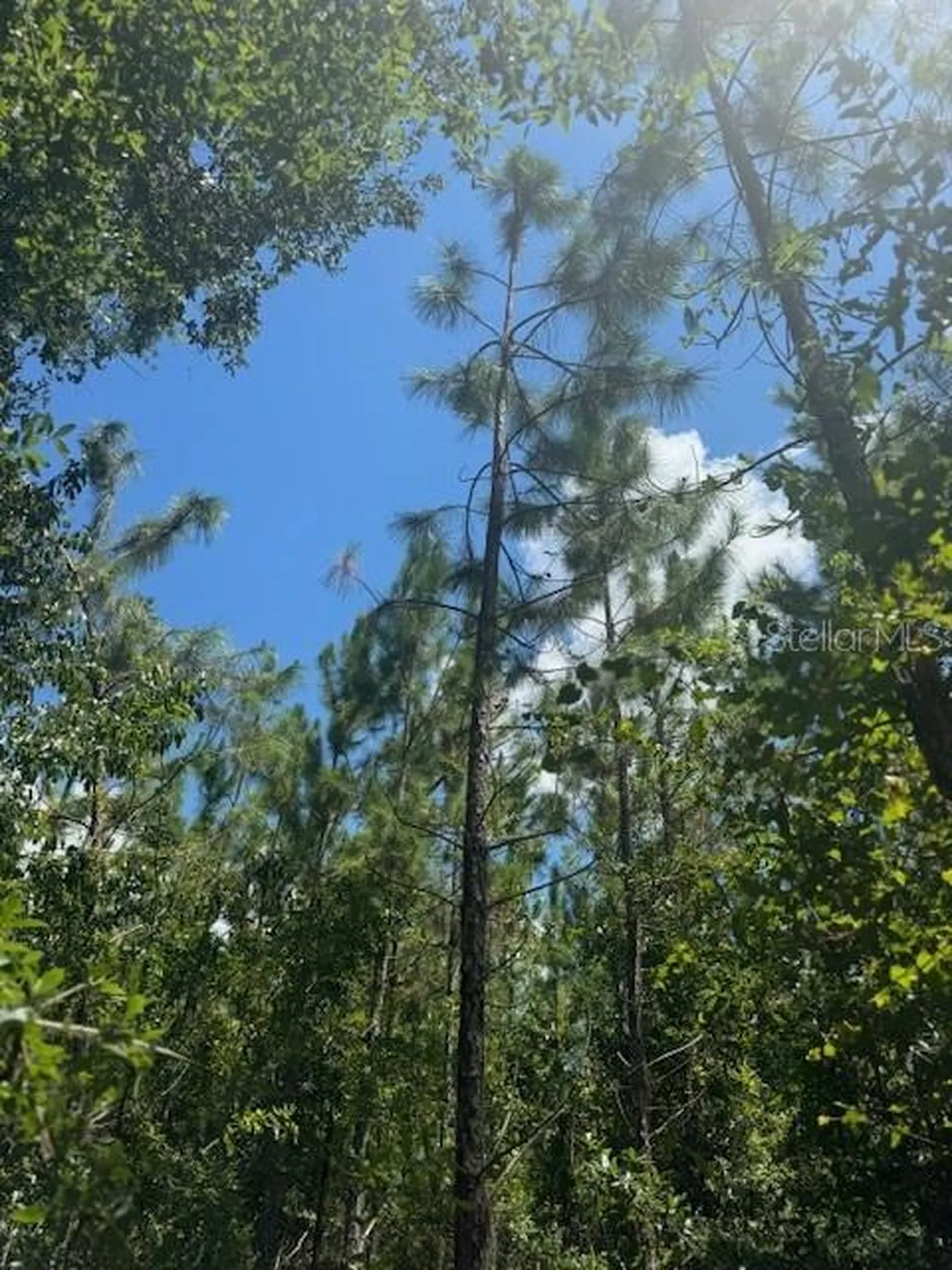 SW Coles Court Fort White FL 32038