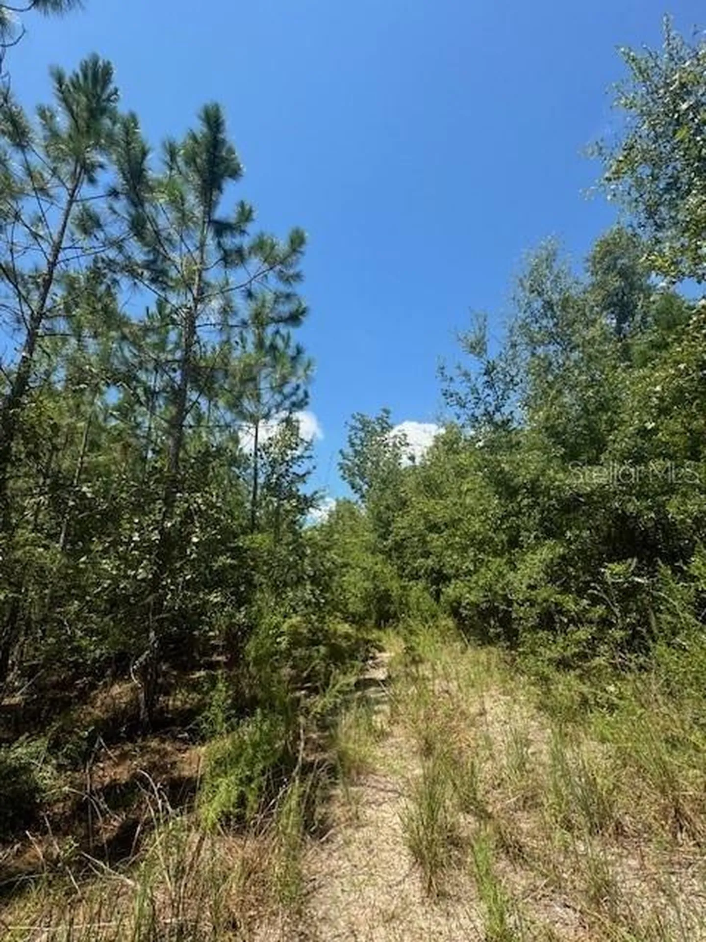 SW Coles Court Fort White FL 32038