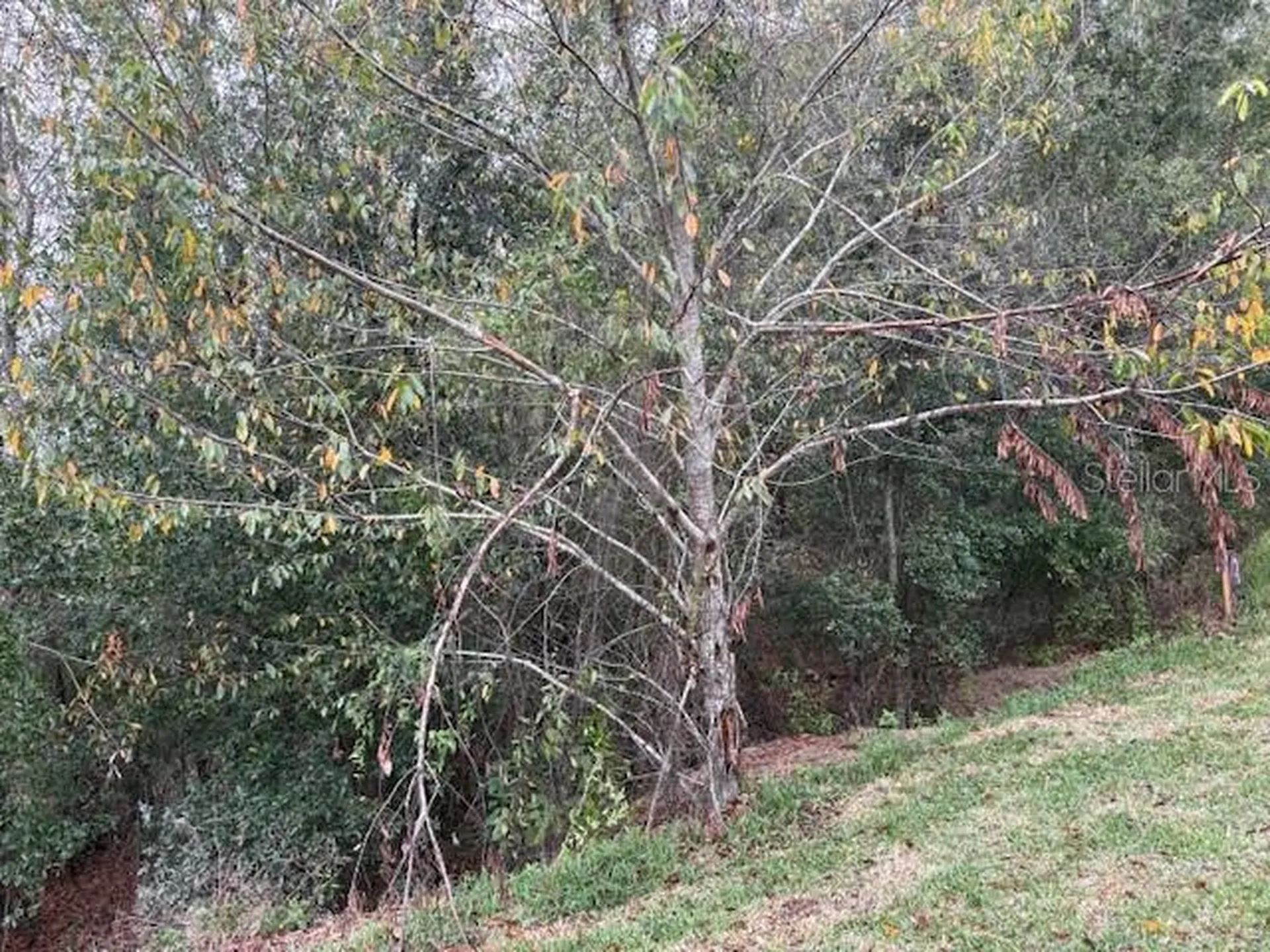 6716 SW 179th Avenue Road Dunnellon FL 34432
