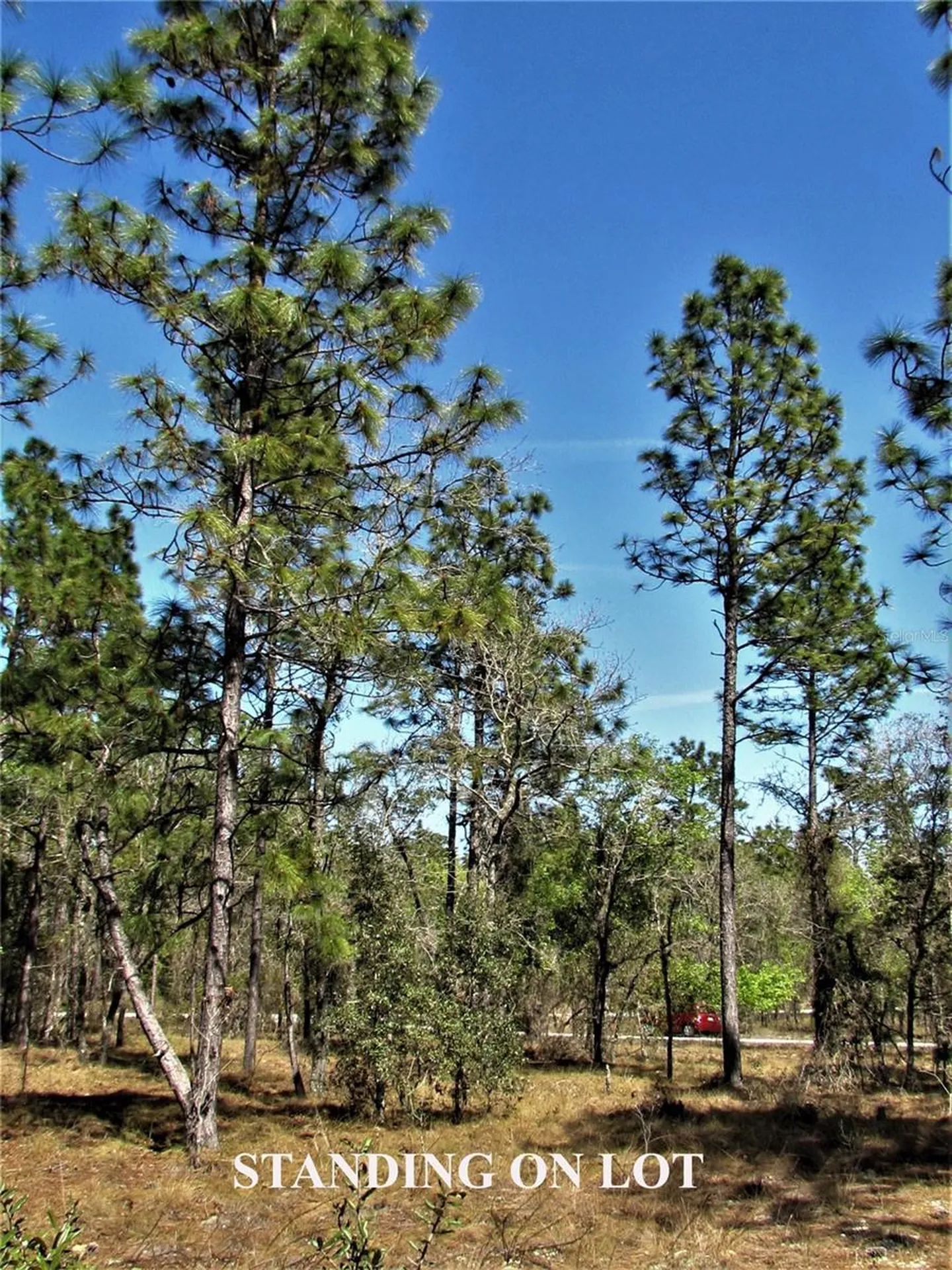 Lombardy Lane Dunnellon FL 34431