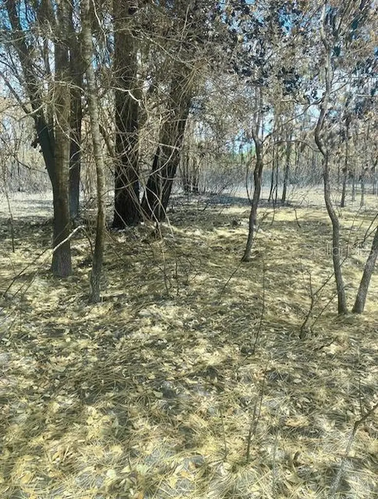 Tract 343 SW 156th Place Dunnellon FL 34432