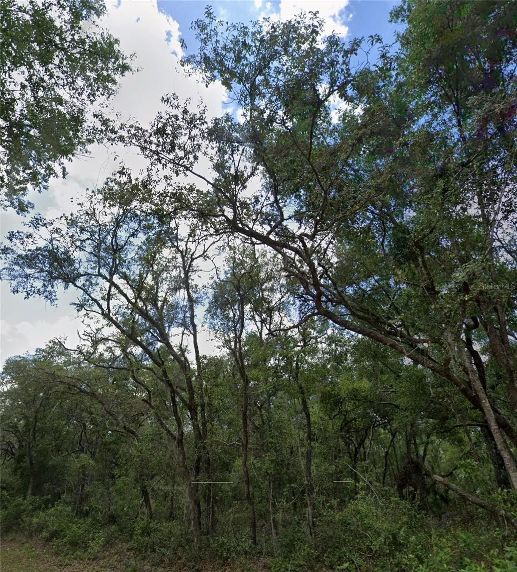 34245 Berryhill Drive Webster FL 33597