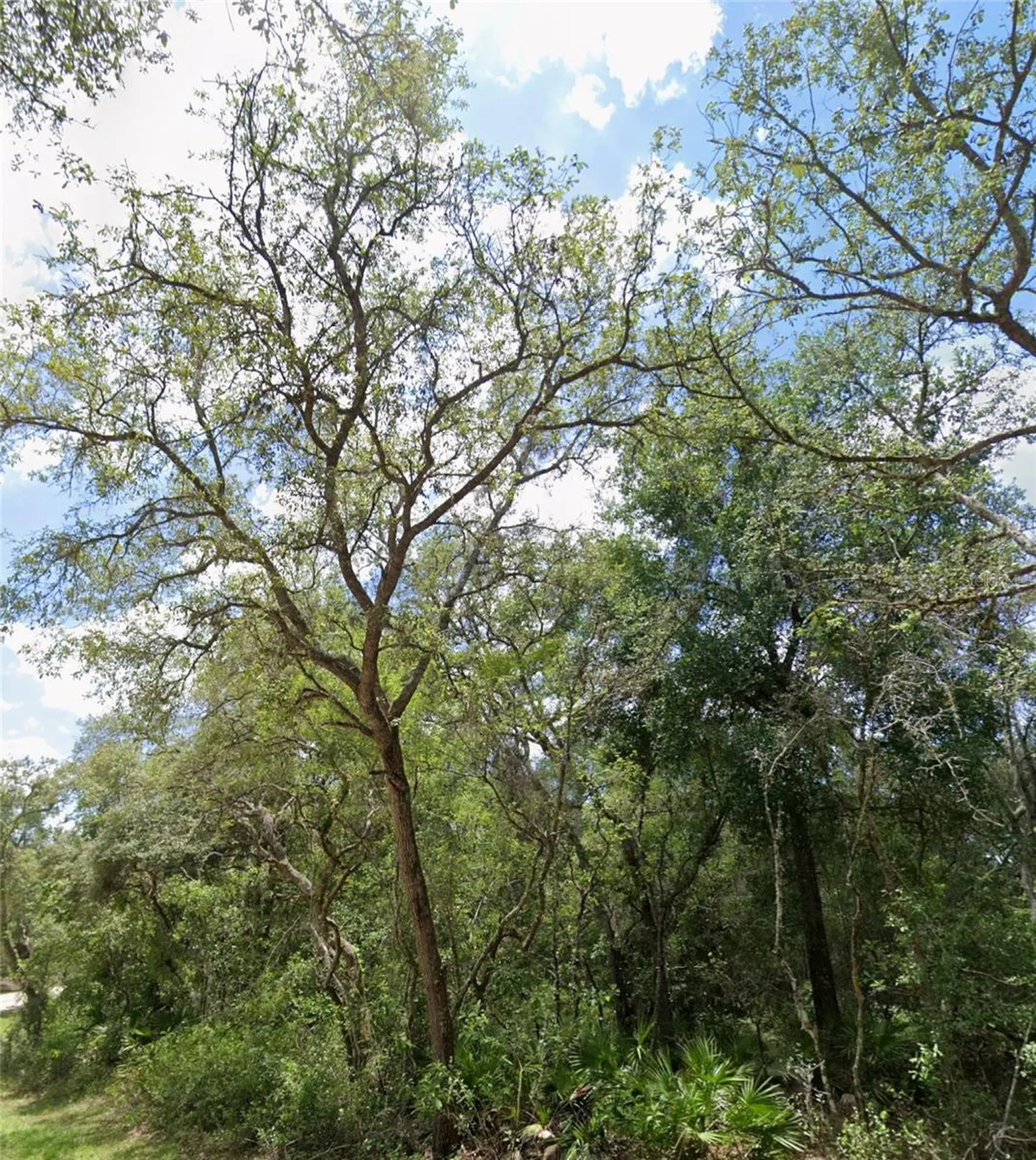 34245 Berryhill Drive Webster FL 33597