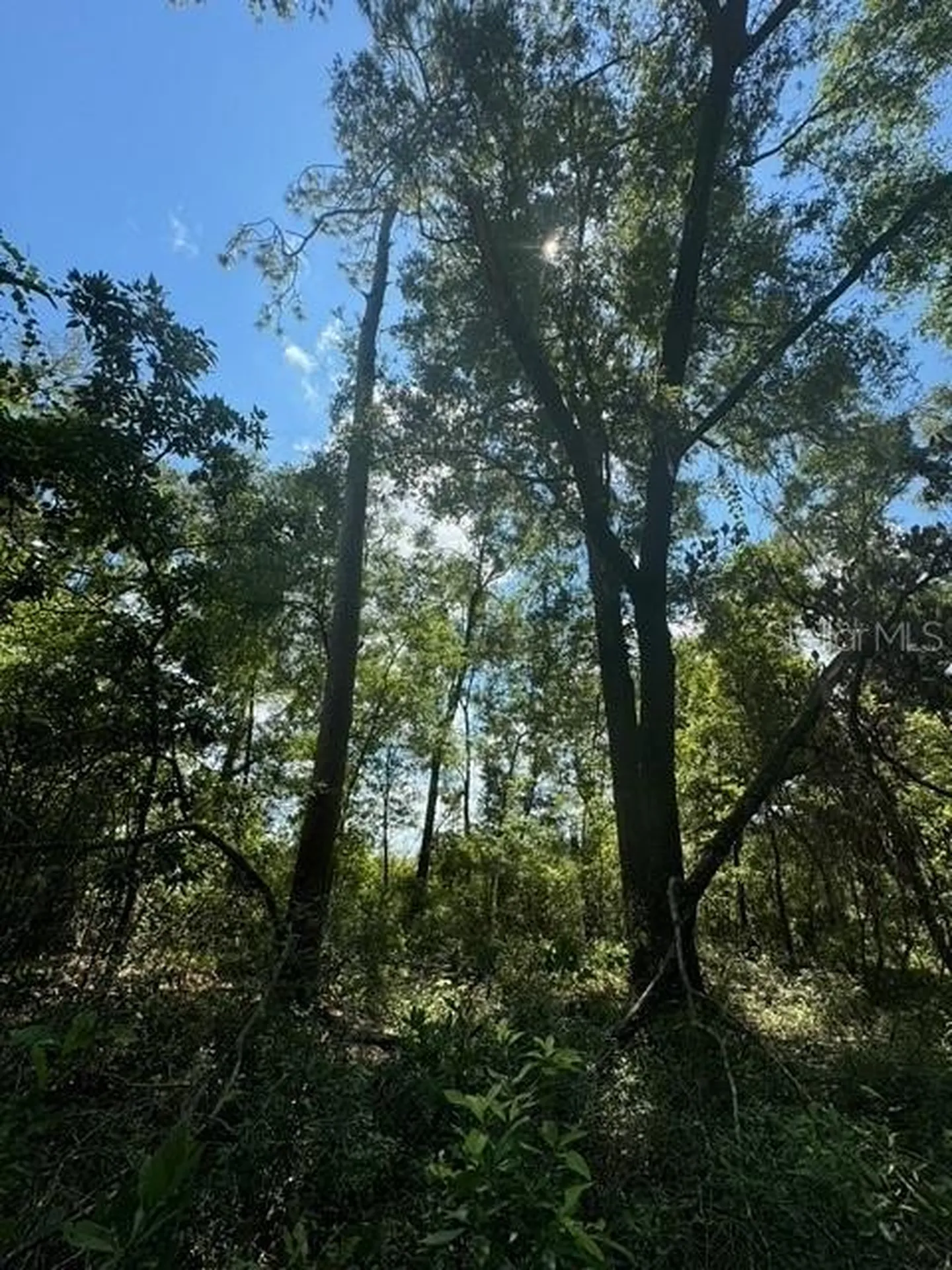 SW Coles Court Fort White FL 32038