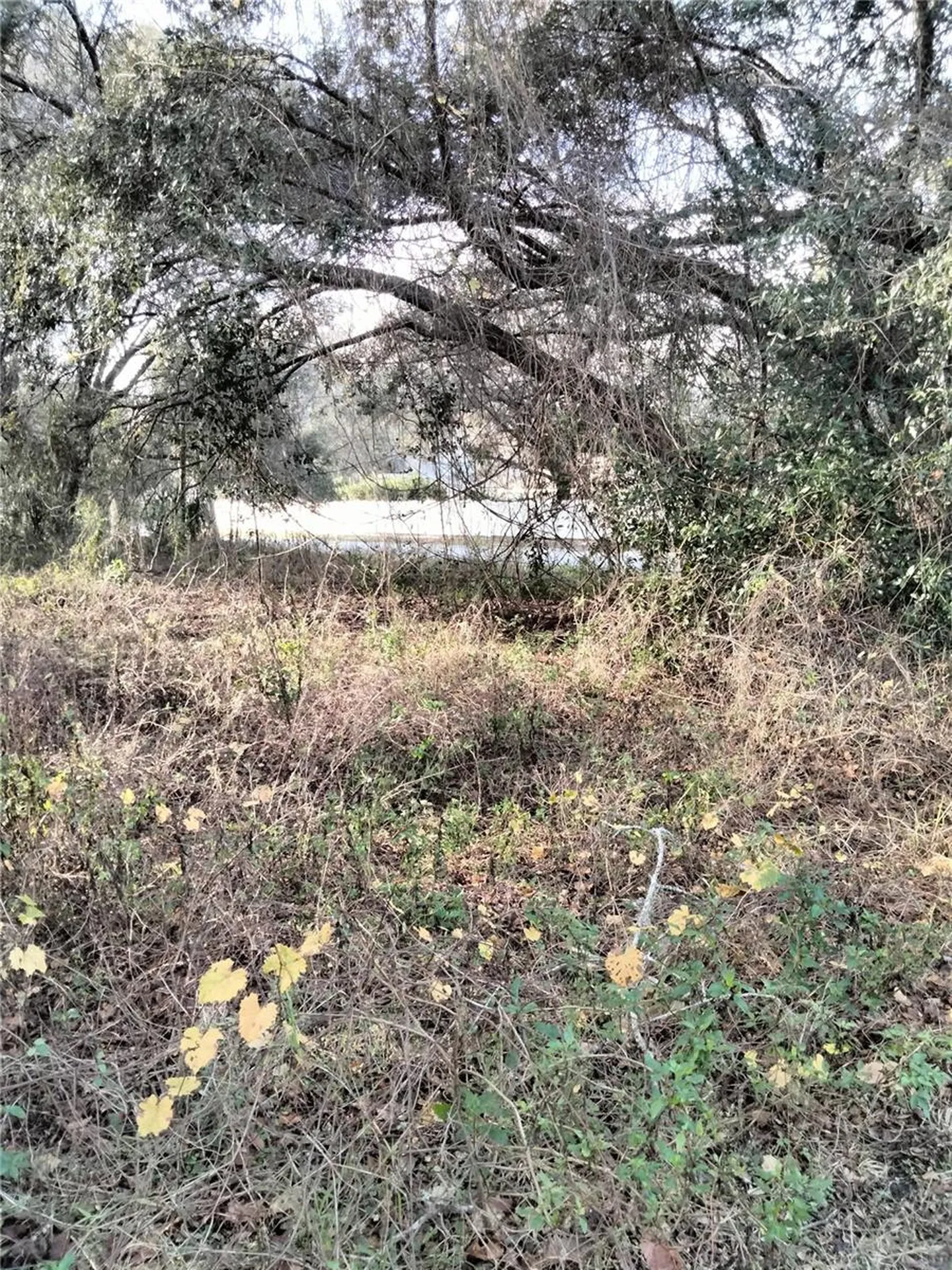 Sheeler Oaks Drive Apopka FL 32703