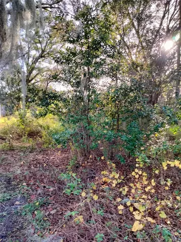 Sheeler Oaks Drive Apopka FL 32703