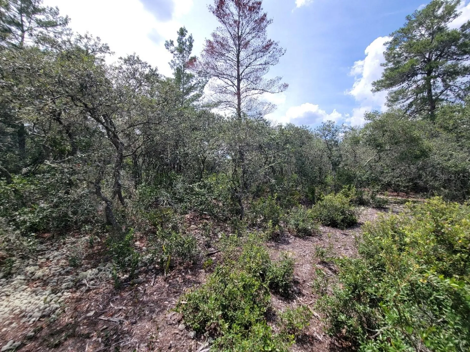 Corner Of Oak And Cypress Road Ocala FL 34472