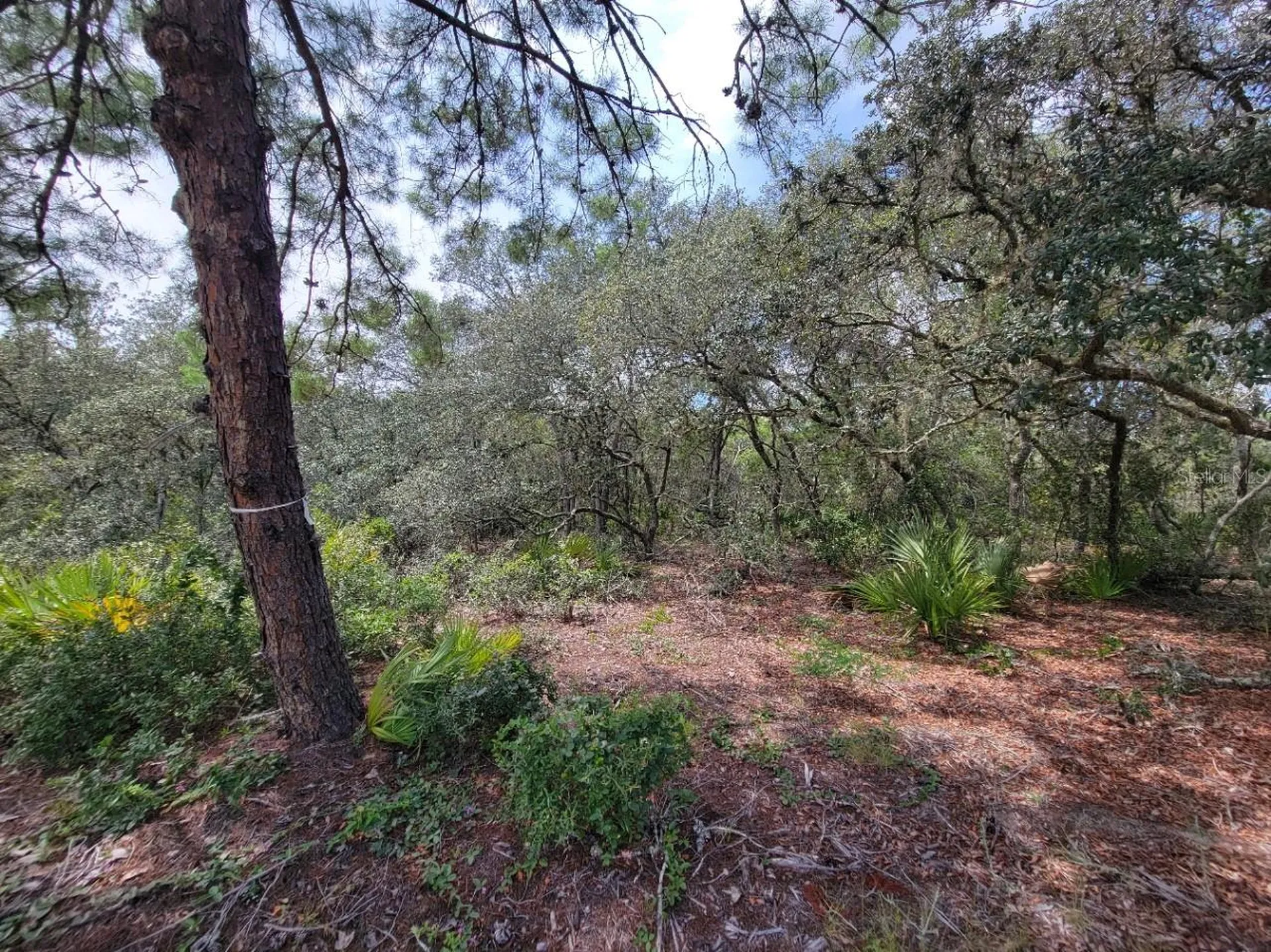 Corner Of Oak And Cypress Road Ocala FL 34472