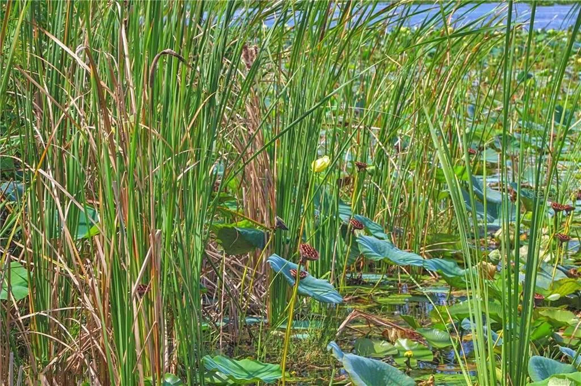 0 Jennings Fish Camp Road Lake Wales FL 33898