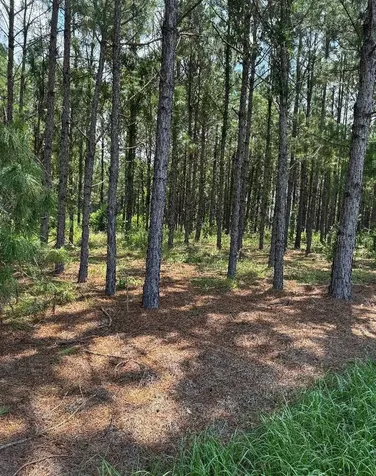 Cr 227 Road Oxford FL 34484