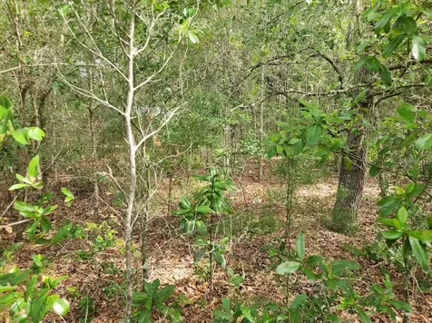 Lot 13 SW Rainbow Lakes Boulevard Dunnellon FL 34431