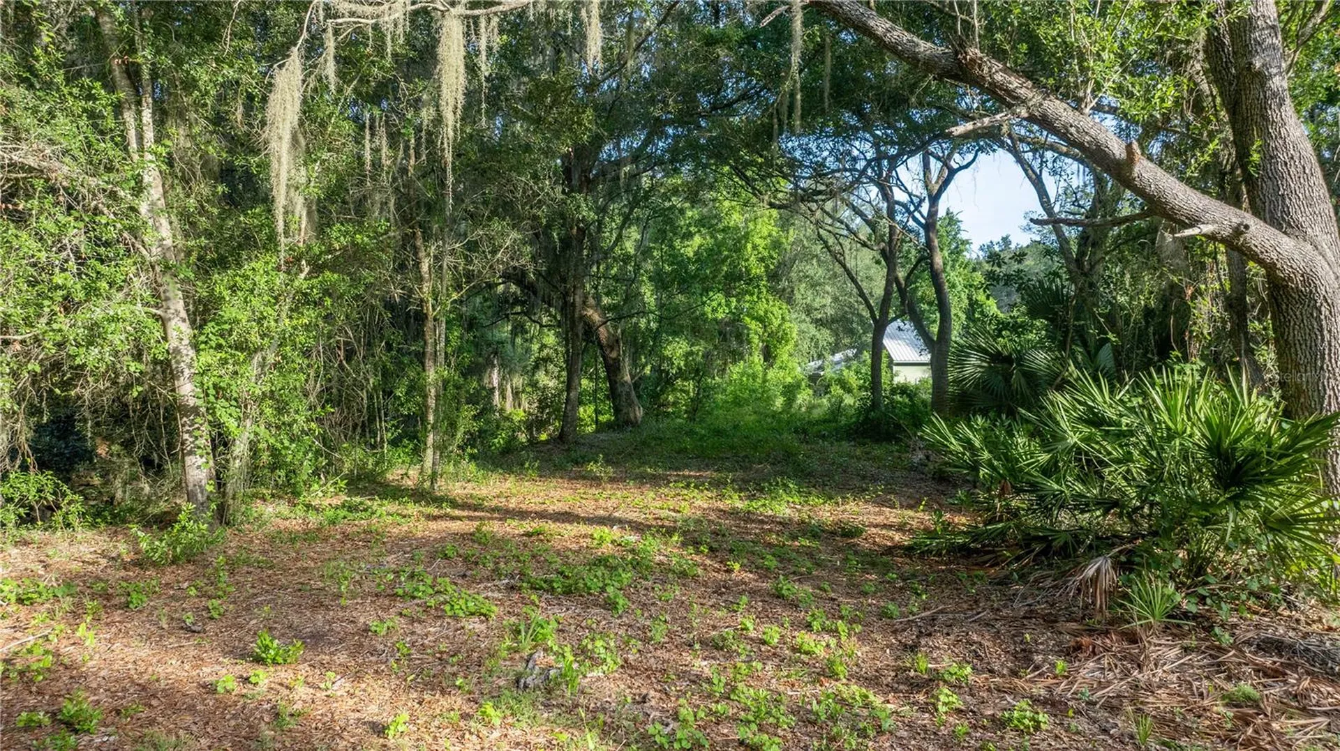 Tbd NE 303rd Court Salt Springs FL 32134