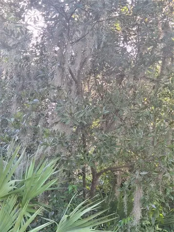2743 Kingsdale Drive Deltona FL 32738