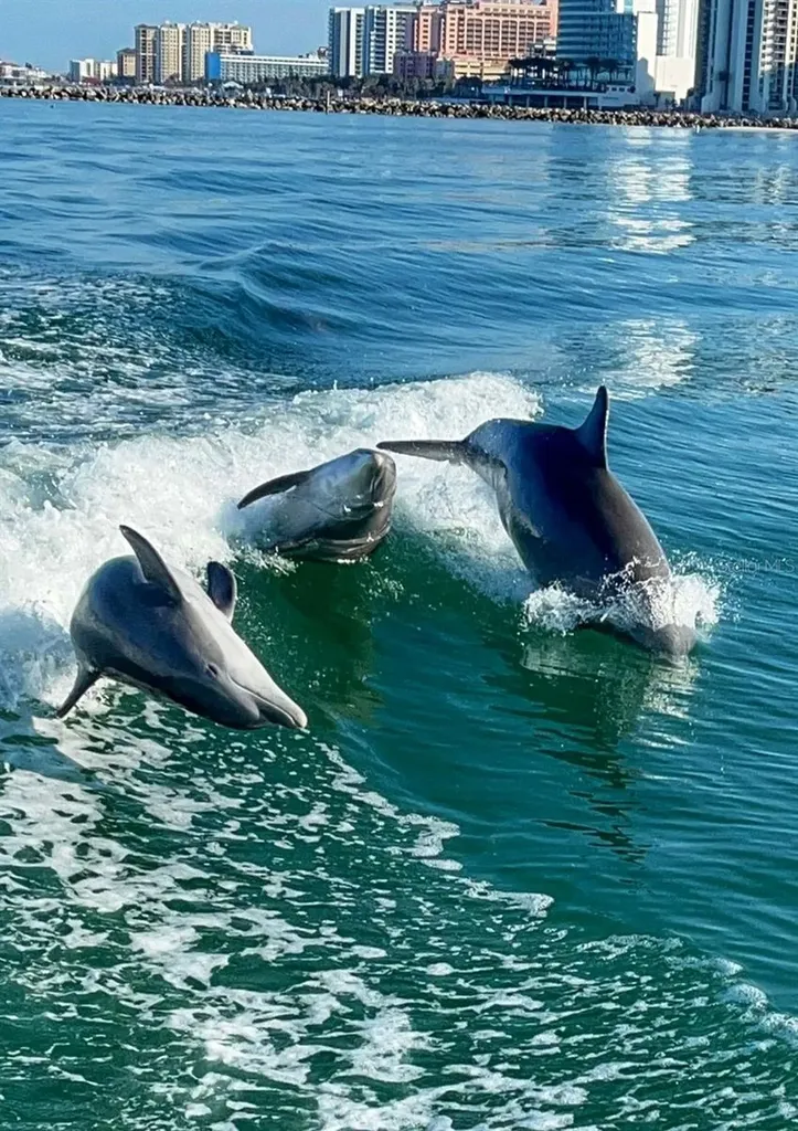 1531 Placida Road Englewood FL 34223